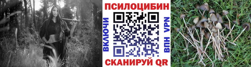 где найти   Астрахань  Галлюциногенные грибы Psilocybine cubensis 